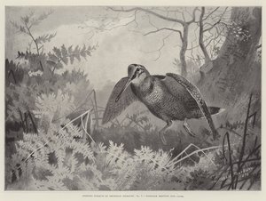 Assuntos esportivos, Woodcock caindo na tampa